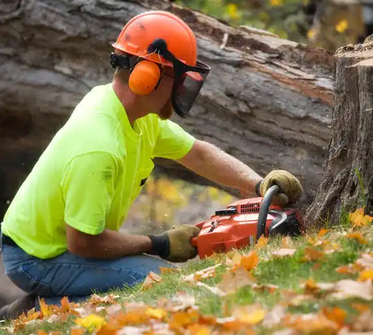 tree services Amory